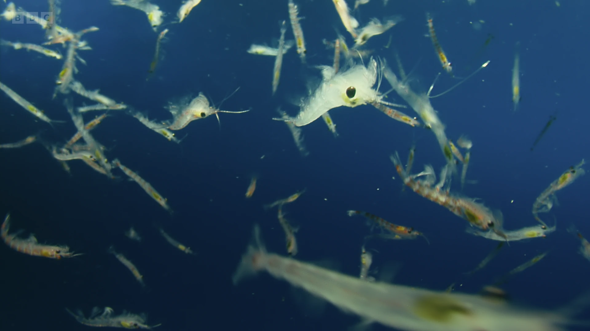 Krill sp. () as shown in A Perfect Planet - The Sun